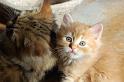 Nikita und Ramses